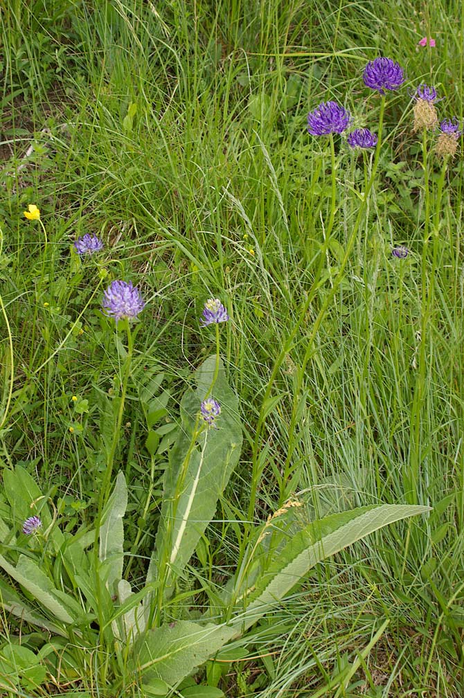 Phyteuma orbiculare / Raponzolo orbiculare